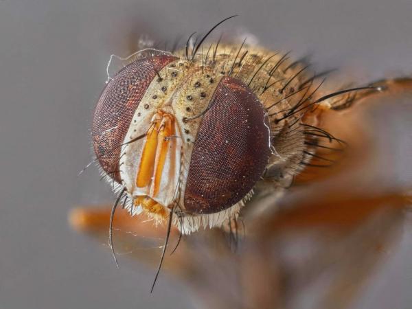 tachinid4_4.jpg