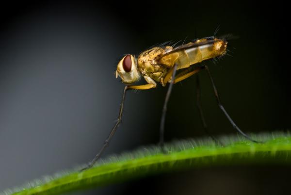 tachinid_dexiinae.jpg