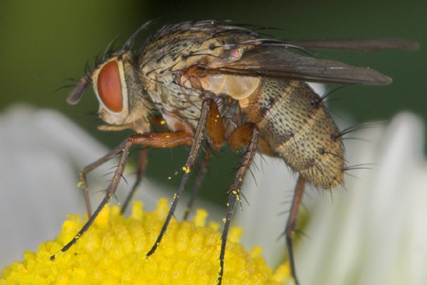 tachinidae-siphona-geniculata1.jpg