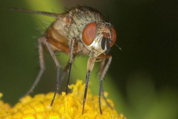 tachinidae-siphona-geniculata3.jpg