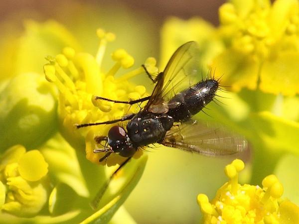 tachinidae1_13.jpg