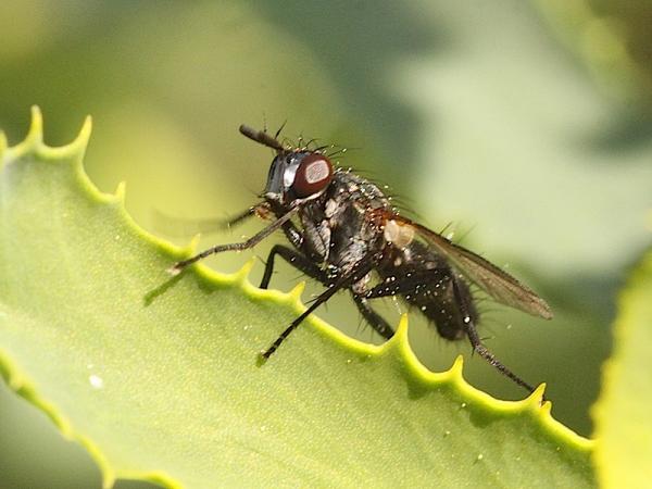 tachinidae3_6.jpg