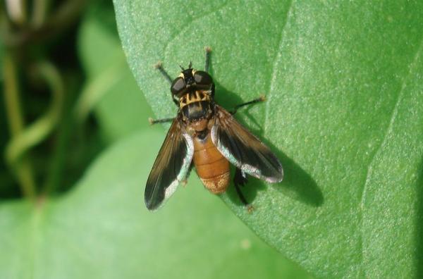 tachinidae_trichopoda_pennipes_02.jpg