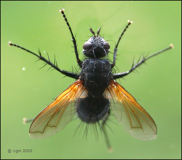 zophomyia_temula_20020709_sweden.jpg