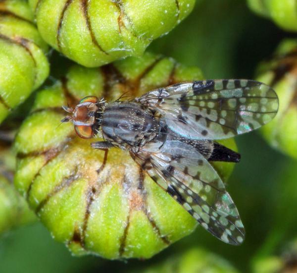 800campiglossa_difficilis_tephritidae3mm_latberget_180621_1441.jpg