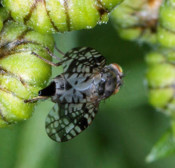 800campiglossa_difficilis_tephritidae3mm_latberget_180621_1458.jpg