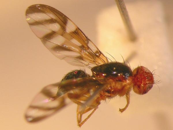 tephritidae3.jpg