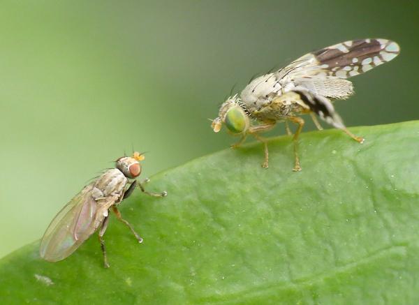 tephritidae_divisa_male_vs_trixoscelis_sp.jpg