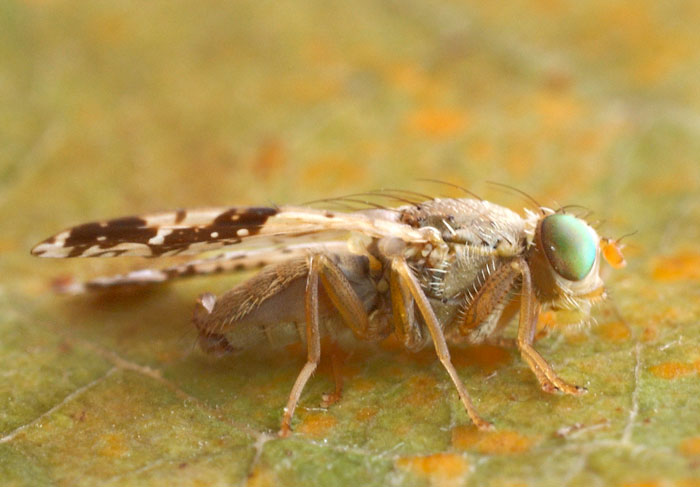 Tephritidae: Tephritis bardanae (male) (3)