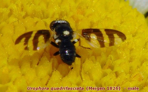 urophora_quadrifasciata_male_01.jpg