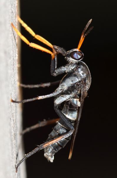 agapophytus_annamariae.jpg