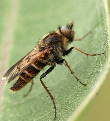 thereva_apicalis_m966.jpg