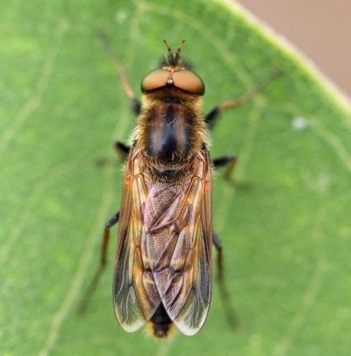 thereva_apicalis_m970.jpg