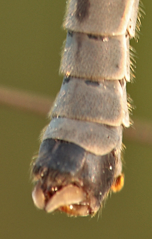 2007-04-26_0019-tipulalunamalegenitalia.jpg