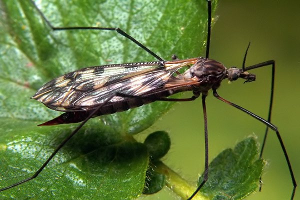 6581-dip-tipulidae-tipula-irregularis-male-toblacherhorn-180706.jpg