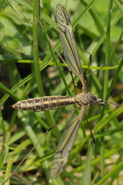 cranefly.jpg