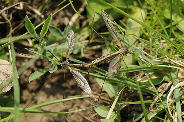 cranefly2.jpg