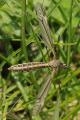 cranefly_t1.jpg