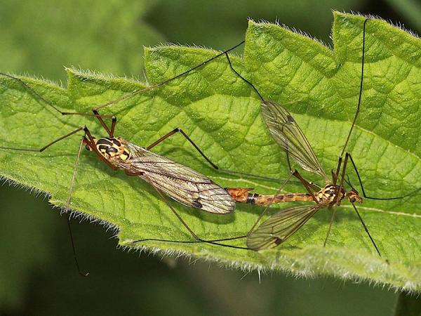 nephrotoma_guestfalica_copula_1.jpg