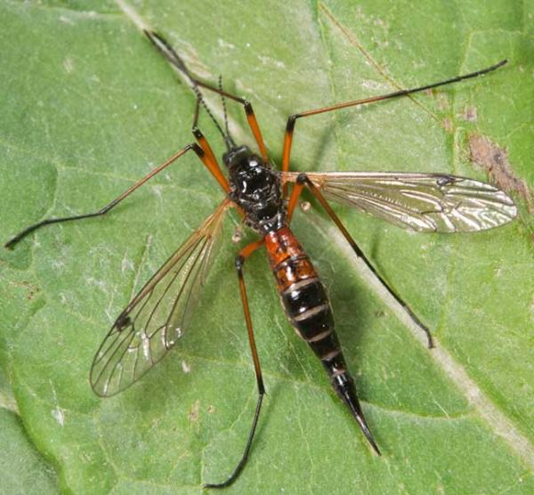 tanyptera_nigricornis.jpg