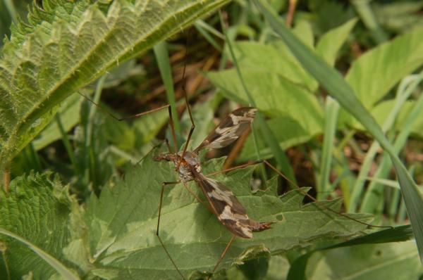 tipula1.jpg