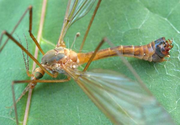 tipula_fascipennis.jpg