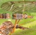 tipula_scripta_collace_t1.jpg