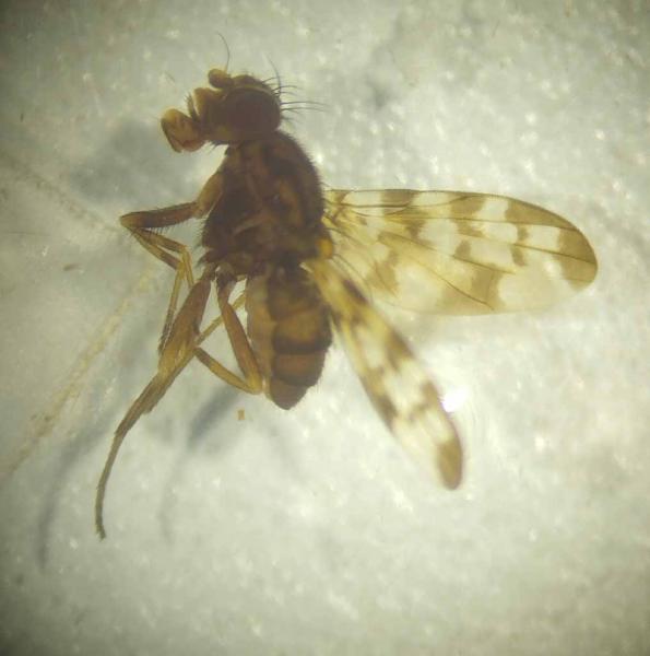 Click to view full image heterodoxa4.jpg