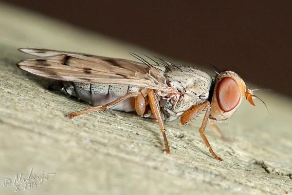 melieria-hypochra-albufera_1200_2-2.jpg