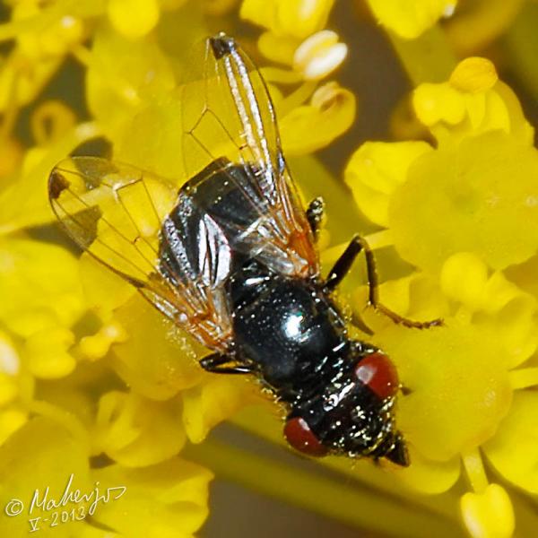 ulidia_apicalis_female_1-3.jpg