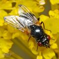 ulidia_apicalis_female_2-3_t1.jpg