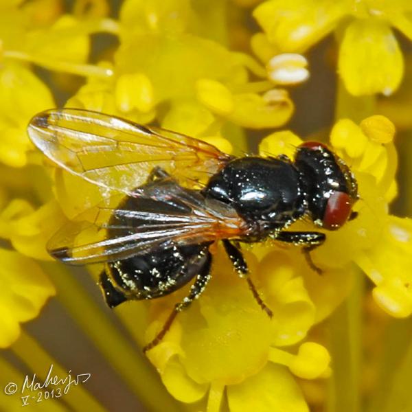 ulidia_apicalis_female_3-3.jpg