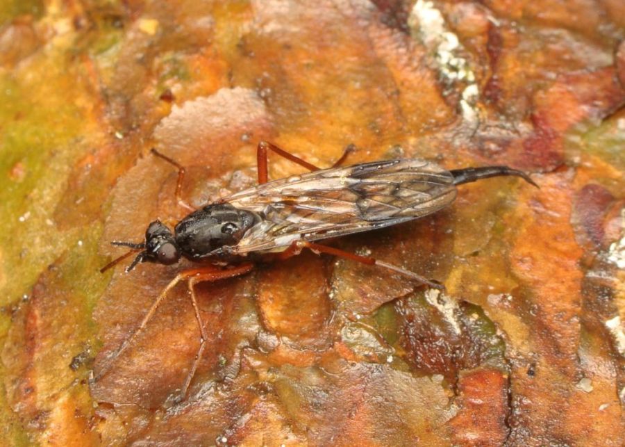 Xylophagidae (including Coenomyiidae): Xylophagus cinctus (female) (2)