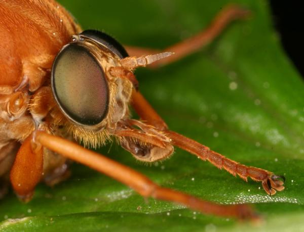 coenomyia-detail-2005-05-26.jpg