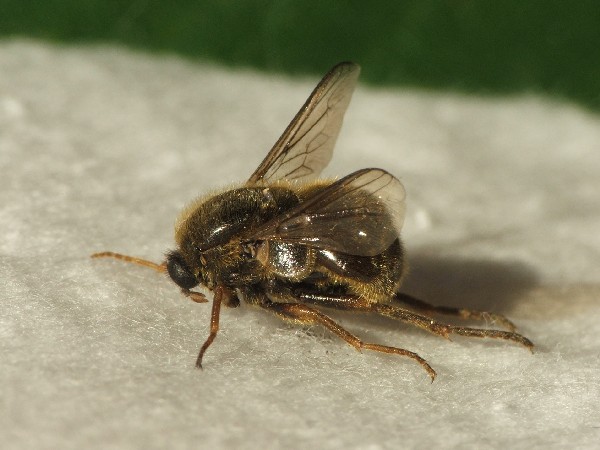 astomella_hispaniae.jpg