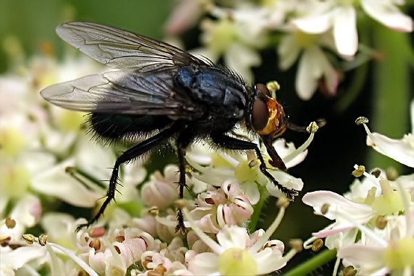 1243-dip-calliphoridae-cynomya-mortuorum-kalksteinerbach-010805kb.jpg