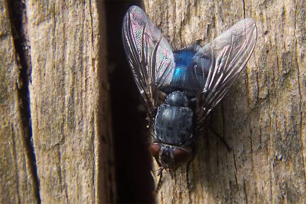 1866-dip-calliphoridae-calliphora-vicina-hemmerich-180506kb.jpg