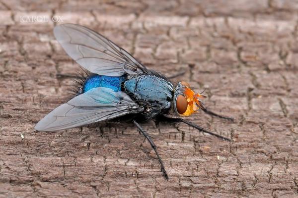 _dsc5387_diptera.jpg