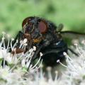 calliphora_vomitoria_w2_t1.jpg