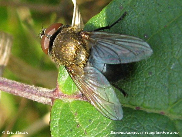 pollenia_amentaria_male.jpg