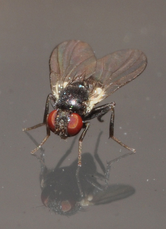 Agromyzidae: Cerodontha (Poemyza) sp. (1)