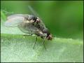 fly9-5-11_t1.jpg