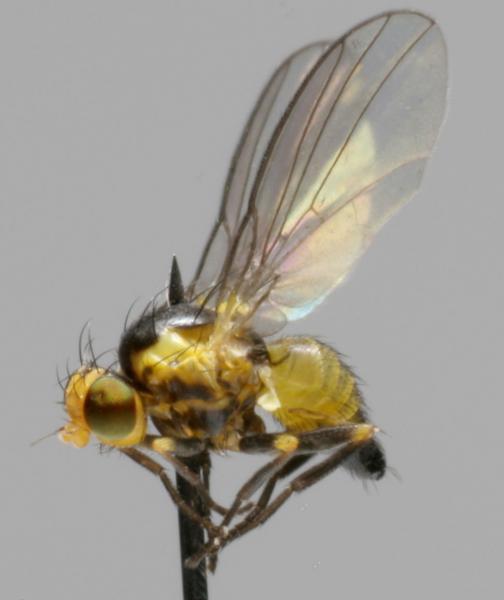 liriomyza_flaveola.jpg