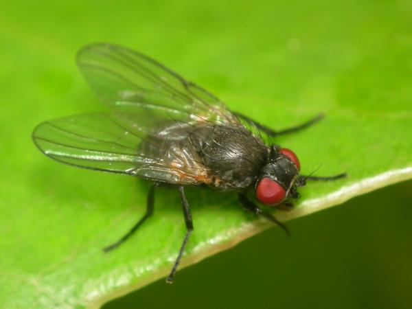 phytobia_cambii.jpg