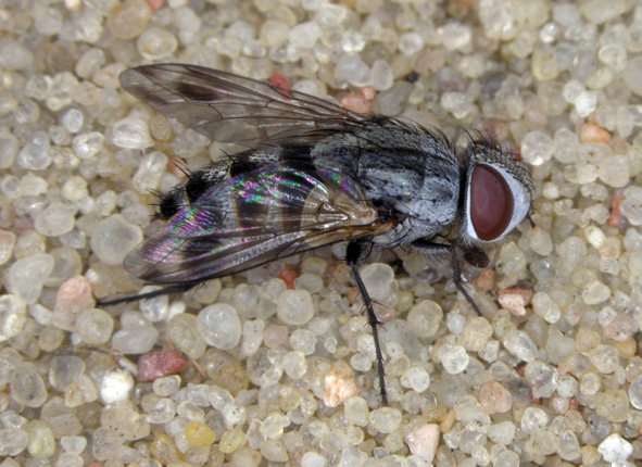 ppictipennis_dipterainfo.jpg