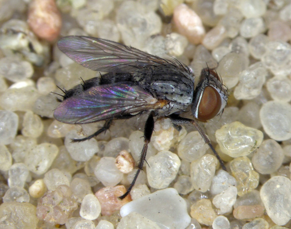 theteroneura_dipterainfo.jpg