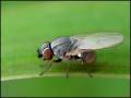 fly10-7-12_t1.jpg