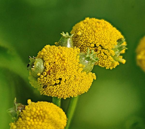 rhopalomyia_tanaceticola_01_1.jpg