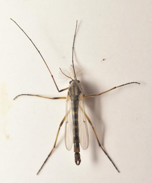 Click to view full image chironomus_tepperi.jpg