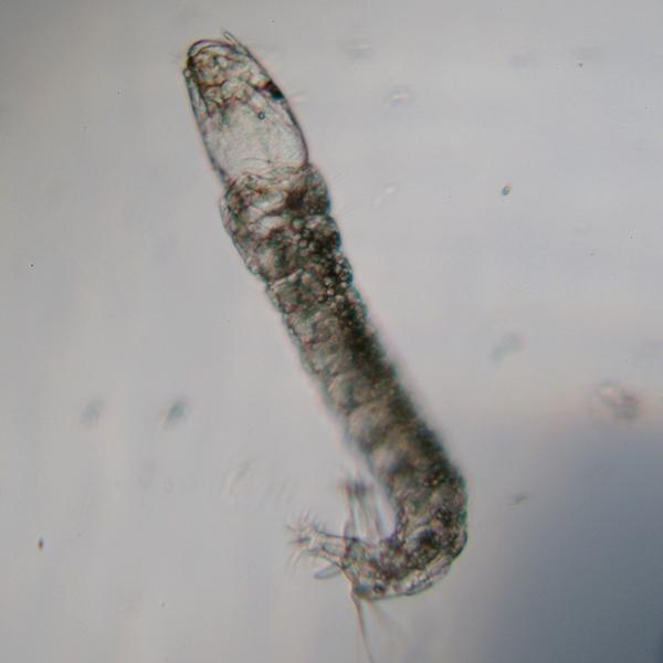 tanypodinae_larva_pf4017.jpg